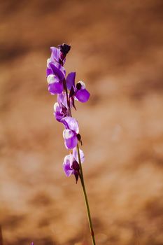 Utricularia delphinioides Is an insectivorous plant in the Wong Suoi Wanna family Herbaceous plant The flowers are bouquet of dark purple.