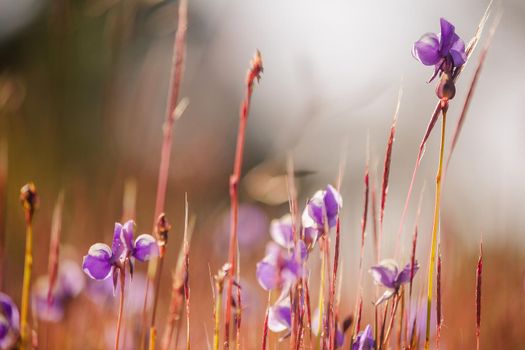 Utricularia delphinioides Is an insectivorous plant in the Wong Suoi Wanna family Herbaceous plant The flowers are bouquet of dark purple.