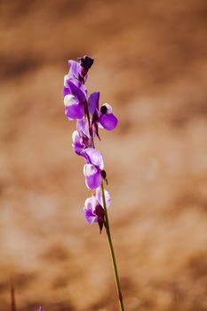 Utricularia delphinioides Is an insectivorous plant in the Wong Suoi Wanna family Herbaceous plant The flowers are bouquet of dark purple.