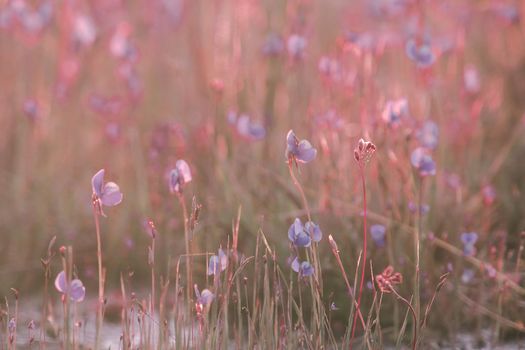 Utricularia delphinioides Is an insectivorous plant in the Wong Suoi Wanna family Herbaceous plant The flowers are bouquet of dark purple.