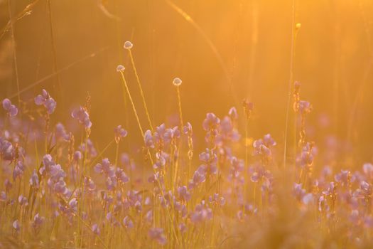 Utricularia delphinioides Is an insectivorous plant in the Wong Suoi Wanna family Herbaceous plant The flowers are bouquet of dark purple.