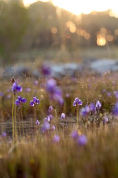 Utricularia delphinioides Is an insectivorous plant in the Wong Suoi Wanna family Herbaceous plant The flowers are bouquet of dark purple.