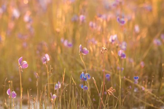 Utricularia delphinioides Is an insectivorous plant in the Wong Suoi Wanna family Herbaceous plant The flowers are bouquet of dark purple.