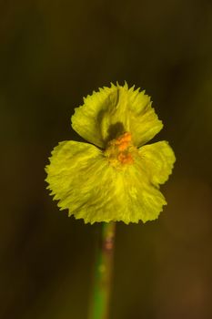 Lentibulariaceae Is an insectivorous plant. Yellow wild flowers growing up as small clumps, 10-15 cm tall