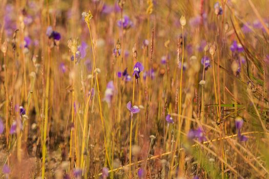 Utricularia delphinioides Is an insectivorous plant in the Wong Suoi Wanna family Herbaceous plant The flowers are bouquet of dark purple.