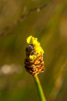 Lentibulariaceae Is an insectivorous plant. Yellow wild flowers growing up as small clumps, 10-15 cm tall