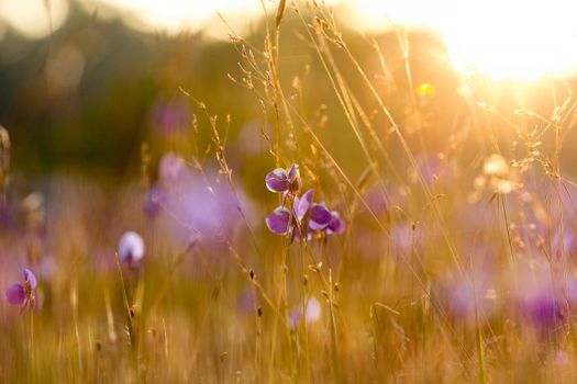 Utricularia delphinioides Is an insectivorous plant in the Wong Suoi Wanna family Herbaceous plant The flowers are bouquet of dark purple.