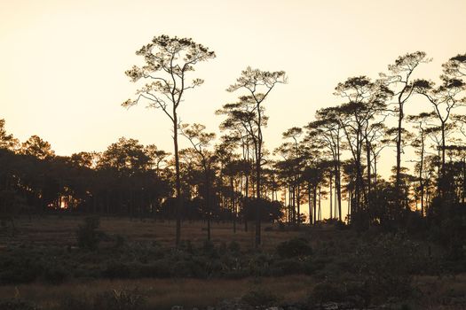 The silhouette of the beautiful pine trees in nature Sunset light background