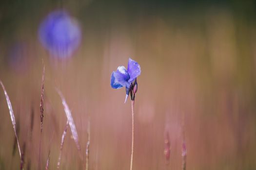 Utricularia delphinioides Is an insectivorous plant in the Wong Suoi Wanna family Herbaceous plant The flowers are bouquet of dark purple.