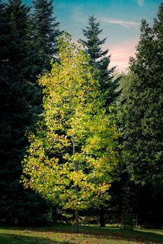 Multicolored autumn tree, forest photo of a vibrant color tree