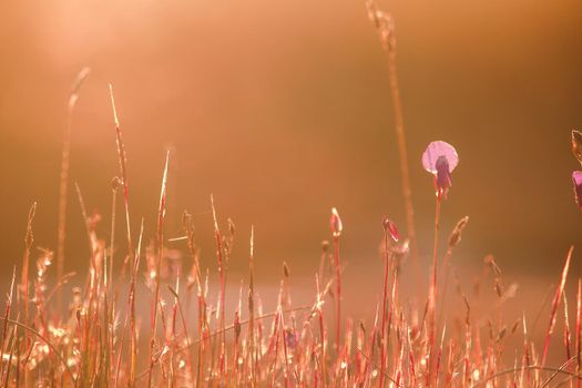 Utricularia delphinioides Is an insectivorous plant in the Wong Suoi Wanna family Herbaceous plant The flowers are bouquet of dark purple.