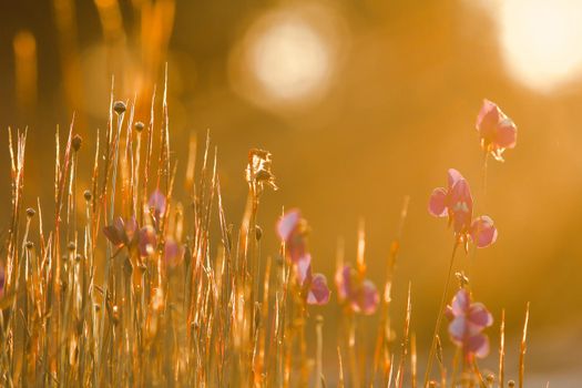 Utricularia delphinioides Is an insectivorous plant in the Wong Suoi Wanna family Herbaceous plant The flowers are bouquet of dark purple.