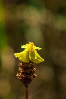 Lentibulariaceae Is an insectivorous plant. Yellow wild flowers growing up as small clumps, 10-15 cm tall