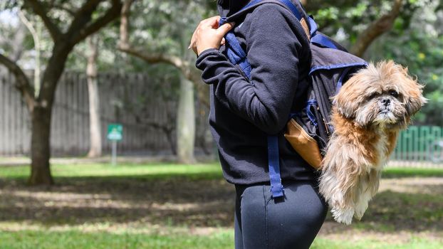 A charming young woman walks in nature, with a backpack on her shoulder, from which her dog peeks out. Concept relationship and love towards animals