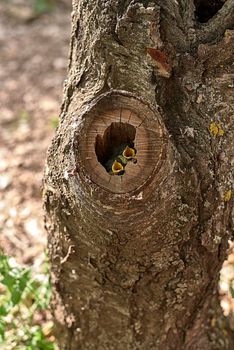 Two small birds in a nest inside a tree. Wood, close-up, detail and macro photography, blurred background. Hatchling begging for food