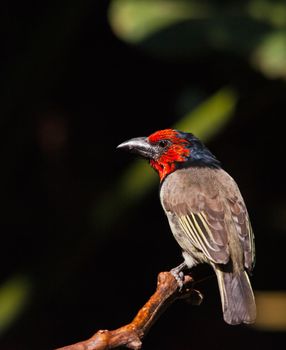 Black-collared Barbet (Lybius torquatus) against a dark background