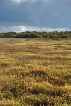 Grass on the field in the bright light of the autumn sun