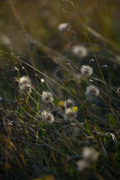 Details of the field in the autumn period. Dry grass close-up with withering dandelions and coltsfoot.