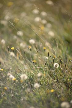 Details of the field in the autumn period. Dry grass close-up with withering dandelions and coltsfoot.