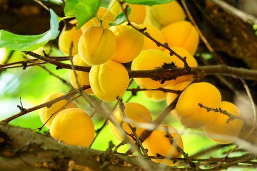 Apricots hanging on the branch close up and fruits on the tree. Soft selective focus