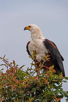 The African Fish Eagle (Haliaeetus vocifer) is an African icon.