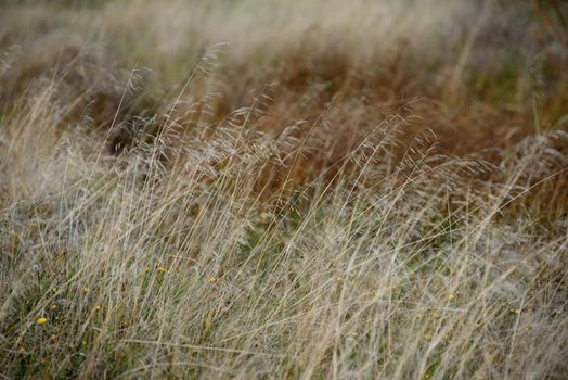 Grass on the field in the bright light of the autumn sun