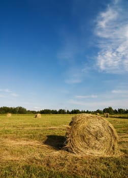Field with rolled hayricks on it
