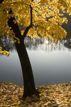 Tree with yellow leaves on the bank of a lake