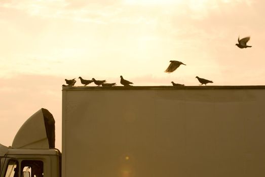A bunch of a pigeons on top of a truck