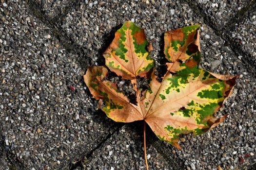 autumnal colored maple leaf on a street floor