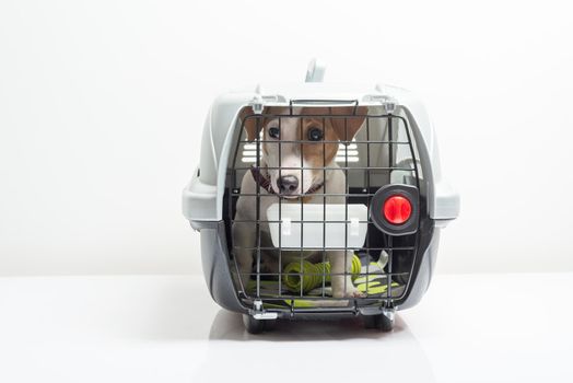 Young dog jack russel terrier in plastic carrier ready to travel