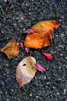 autumal painted leaves on a street