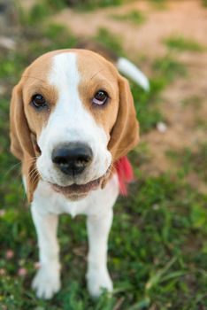 Portrait of cute beagle dog on green grass in the backyard