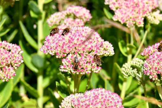 bees on flower of livelong