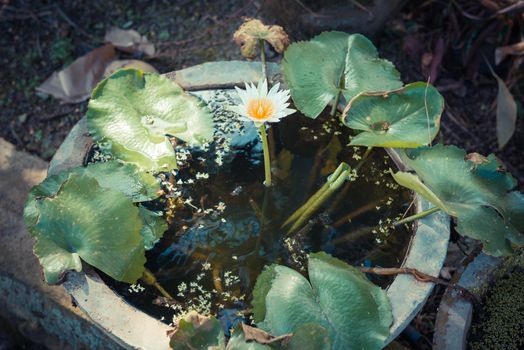 Single Lotus flower in a little decorative pond