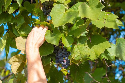 Woman picks grapes in autumn. Ripe juicy black grapes on the vine.
