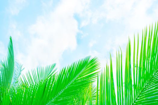 Beautiful vegetative background. Green palm leaves on a background of blue sky with clouds Template, frame for text, copy space.
