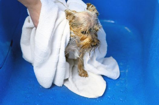 Close-up of professional pet groomer drying a wet a dog Yorkshire Terrier wrapped in a white towel at pet grooming salon. High quality photo.