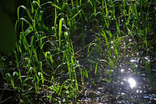 reed in a creek in backlit