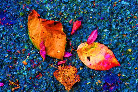 autumnal colored leaves on a blue street floor
