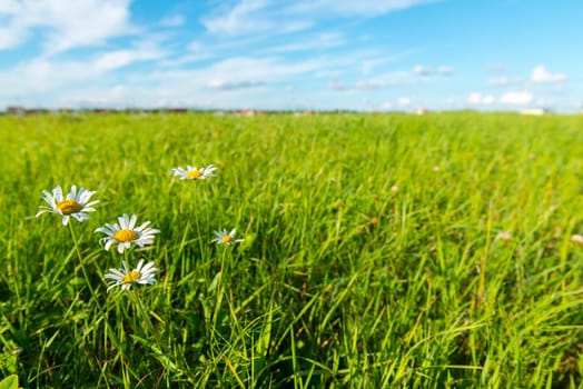 Green grass and white clouds - environmental protection concept. Little country houses in the background