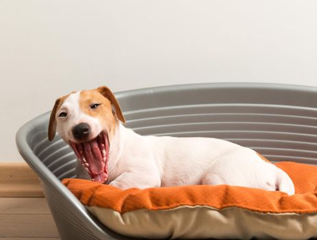 Yawn. Little Cute Jack Russell Terrier Lying Calm on Luxury Dog Bed