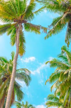Tropical landscape with palm trees against the blue sky. Travel and tourism. Vertical template, floral background.