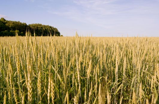 The beautiful wheat field with clean perspective