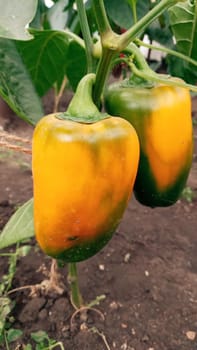 Growing sweet pepper in a greenhouse. Red, green and yellow peppers on the branches close-up. Agriculture, organic farming.