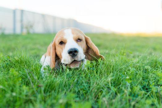 Portrait of cute beagle dog on green grass in the backyard