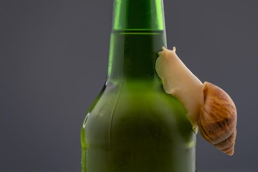 Close-up of a snail crawling on a glass bottle of beer in the studio