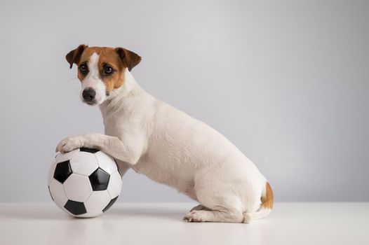 Jack russell terrier dog with soccer ball on white background.