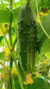 Young plant cucumber with blooming cucumber flowers. Cultivation of cucumbers in fields. Vegetables plantation. Growing organic food. Cucumbers harvest.