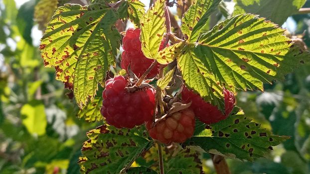 Organic raspberries on bush, copy space. Cultivation, food. Raspberry plantation. Growing berries closeup. Raspberry plant, raspberry bush. Ripe raspberry on branch in fruit garden